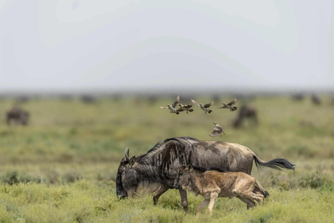 5 Days Tanzania Calving Safari Christmas & New Year