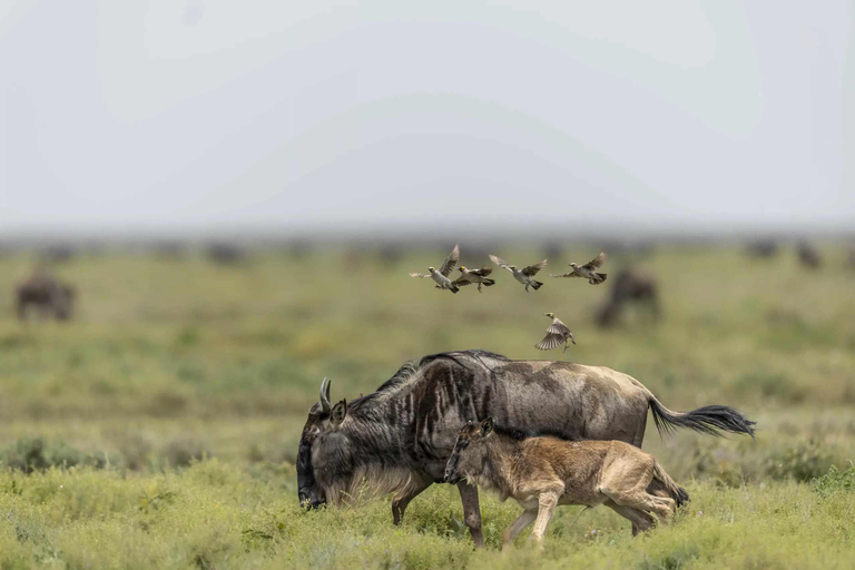 5 Days Tanzania Calving Safari Christmas & New Year