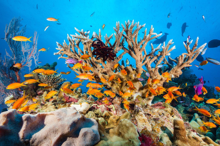 Barco de festa em Punta Cana: Bar aberto, Snorkeling, Entretenimento