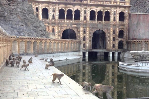 Jaipur: Private Evening Tour W/ Monkey Temple & Local Market Private Tour with Car and Driver