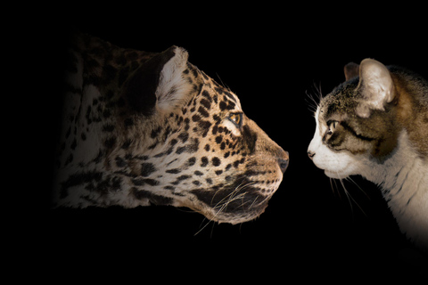 Natural History Museum LA: Entry + Fierce! The Story of Cats Fierce! The Story of Cats Special Exhibition - Weekends