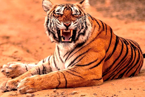 From Jaipur : 2 Days 1 Night Ranthambore Tiger Safari Tour Tour with 2 Sharing Ranthambore Safari