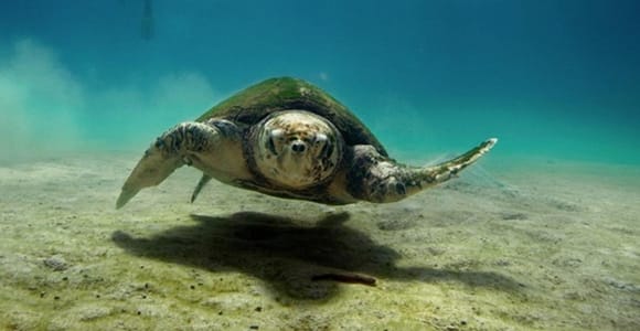 Djerba: Scuba Diving & Seabed Discovery