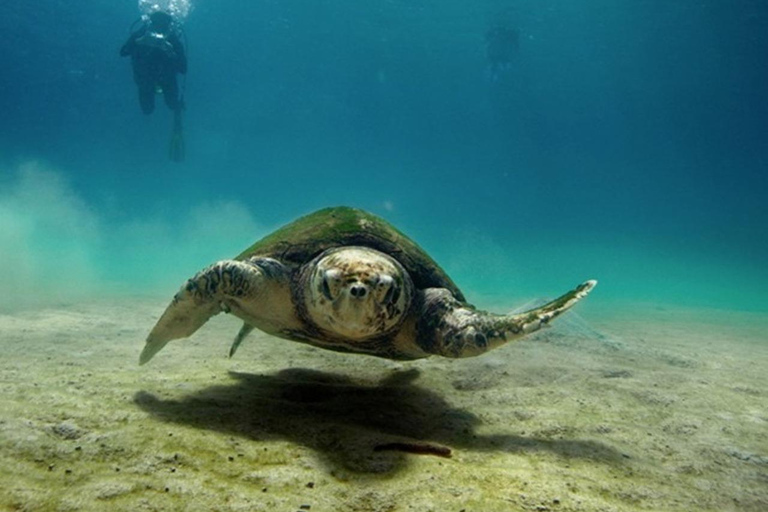 Djerba: Scuba Diving & Seabed Discovery Djerba: Scuba Diving & Seabed Exploration