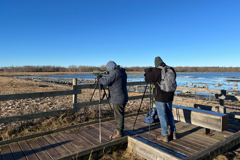 Tallinn: Morning Paljassaare Birdwatching Tour with Picnic