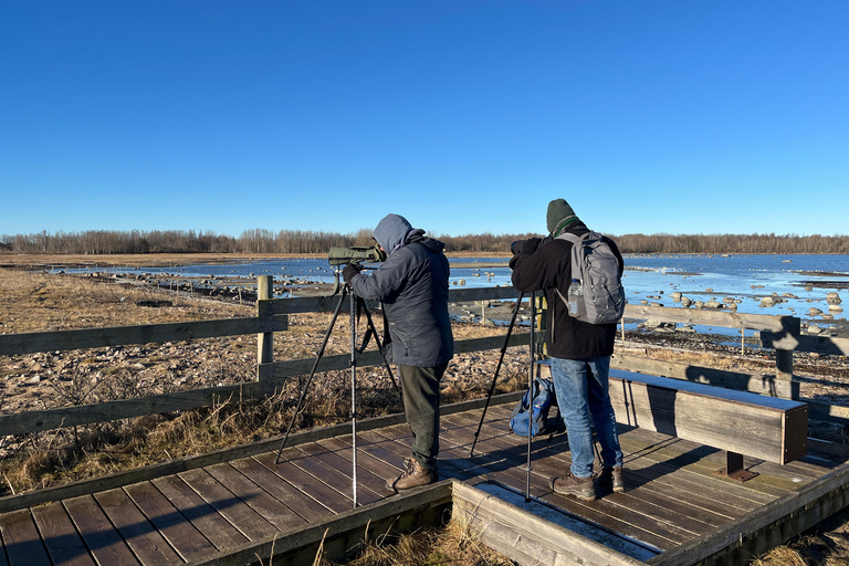 Tallinn: Morning Paljassaare Birdwatching Tour with Picnic
