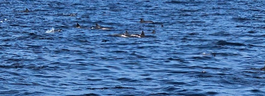 Mascate : excursion VIP d'observation des dauphins et de plongée en apnée