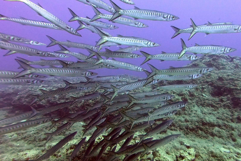 Heraklion: Lección de buceo para principiantes con instructor PADIInmersión para principiantes en la bahía de Agia pelagia - Sin traslado