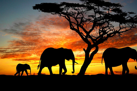 Mombasa: 5-dagars safari i Tsavo East &amp; West och Saltlick Lodge