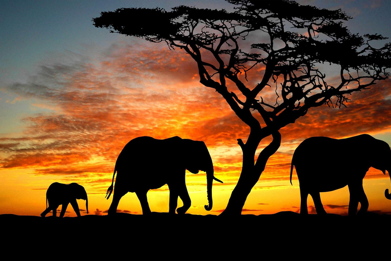 Mombasa: 5-Day Tsavo East &amp; West and Saltlick Lodge Safari