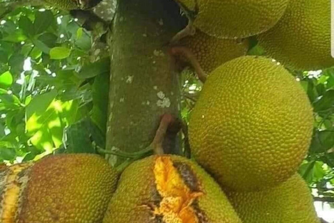 Zanzibar: specerijenboerderij-tour