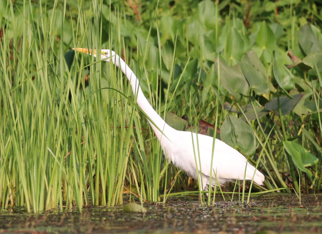 Ottawa: Kajaktur i økologisk reservat med skildpaddeobservationer