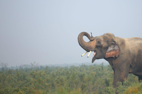 From Delhi: Taj Mahal Sunrise Tour Elephant Conservation Tour with Car Driver and Guide Only