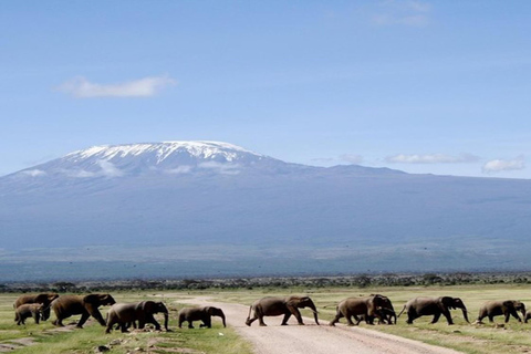 Z Nairobi: 6-dniowe Amboseli, jezioro Naivasha i Masai Mara ...