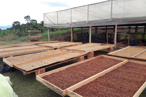 Nairobi: Half day Coffee Farm tour with a local guide