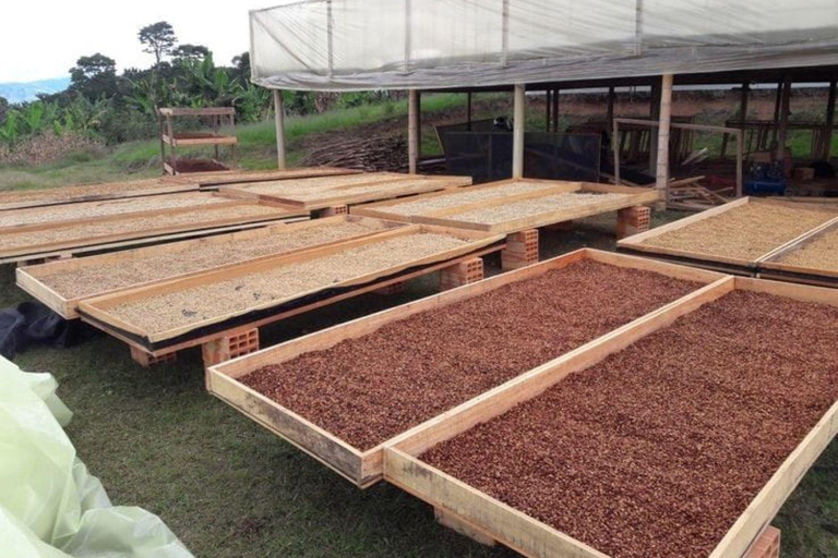 Nairobi: Half day Coffee Farm tour with a local guide