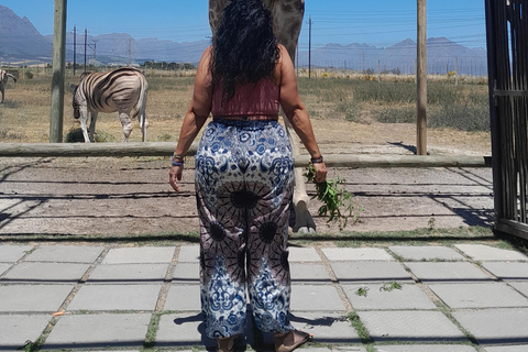 Cheetah, Giraffes Encounter, lion's park, and Wine Tasting