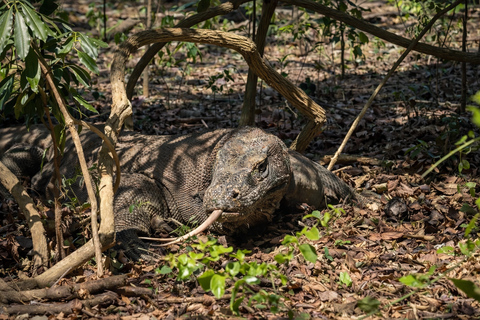 From Labuan Bajo: Komodo National Park Full-Day Boat Tours Half day komodo sailing with speedboat