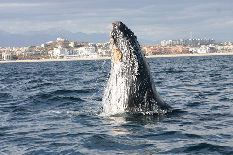 Walvissen kijken in San José del Cabo