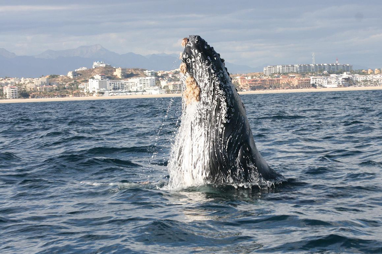 Walvissen kijken in San José del Cabo