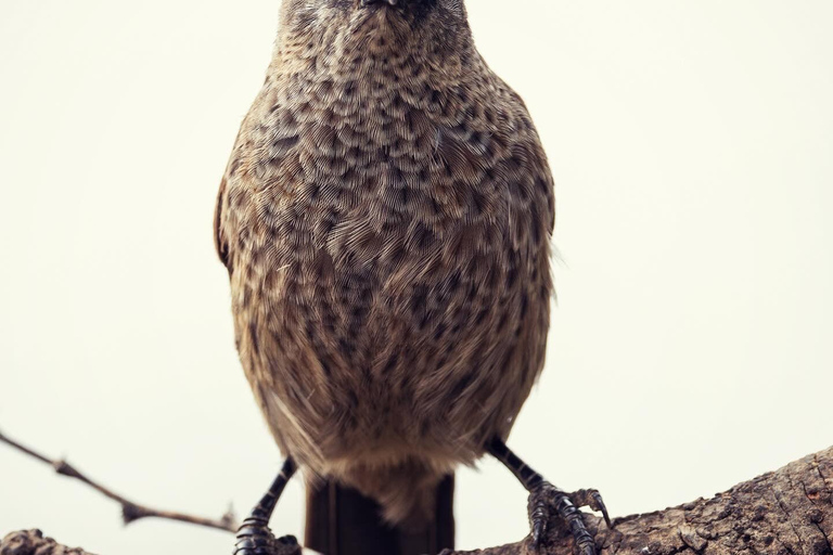 Przejażdżka do Tarangire, Serengeti i krateru Ngorongoro