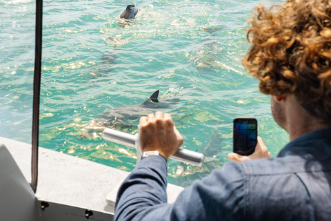 Rockingham: Shoalwater Islands, Dolphins, and Sea Lions Tour 11:15 am Departure