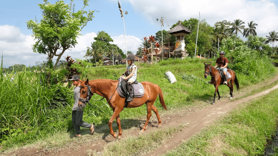 Ubud 1 Hour Countryside Horse Riding with Rice Field View GetYourGuide
