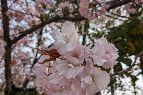 Hiroshima: Excursión en el Parque Conmemorativo de la Paz a la Isla de Miyajima