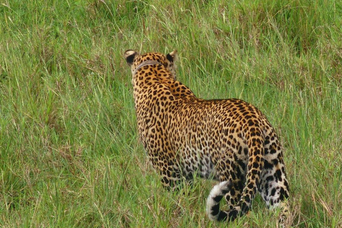 Kidepo Valley National Park 5-Day Safari Tour
