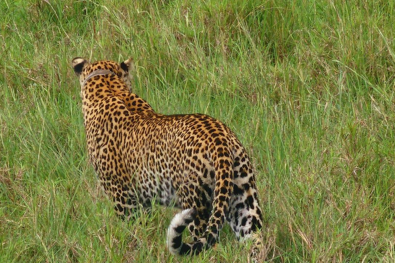 Kidepo Valley National Park 5-Day Safari Tour