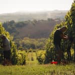 Rimini: tour della cantina con degustazione di vini e stuzzichini locali