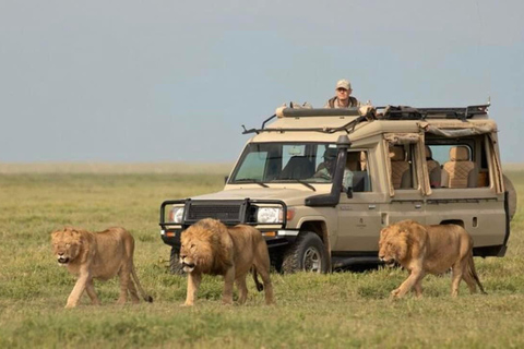 Safári de 7 dias em Amboseli-Bogoria/Baringo-Nakuru e Masai Mara.