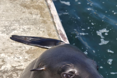 Walvis Bay: Morning Dolphin Cruise with snacks and drinks