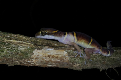 Khao Sok: Aventura Safari Nocturno Privado con Traslado al HotelAventura compartida