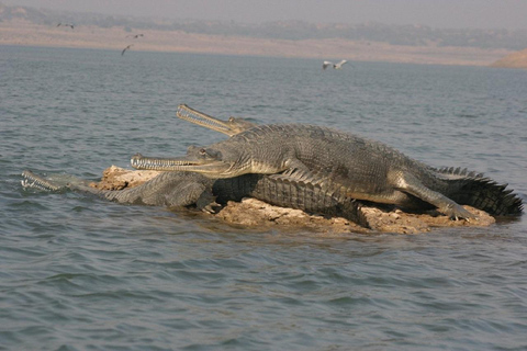 From Agra: Chambal River Safari with Bateshwar Temple Visit