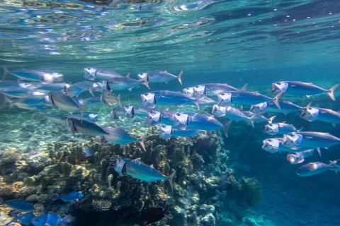 Marsa Alam: snorkeltrip Hamata-eilanden met lunch