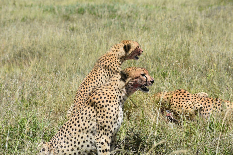 7 jours Confort Safari milieu de gamme 3 nuits Serengeti