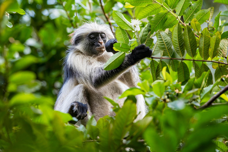 ZANZIBAR; JOZANI FOREST