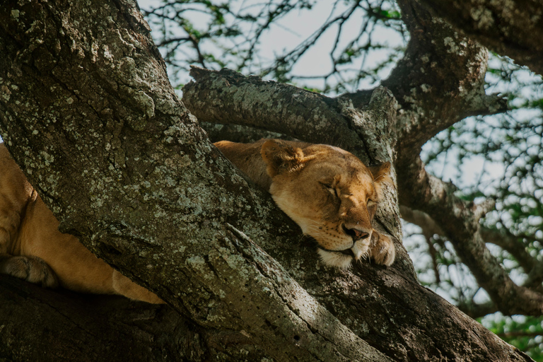 Arusha: Lake Manyara National Park Day Trip with Pickup