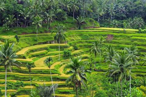 乌布猴林、梯田、秋千、寺庙和瀑布乌布猴林、水稻梯田、秋千、寺庙和瀑布