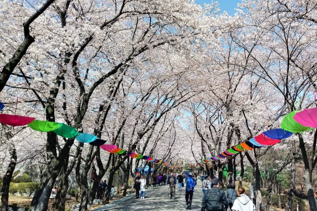 Seoul: Incheon Cultural & History Tour with Cherry Blossom