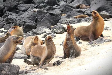Galapagos: San Cristobal Island 4-Day Tour