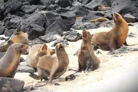Galapagos: tour guidato di 4 giorni dell'isola di San Cristobal