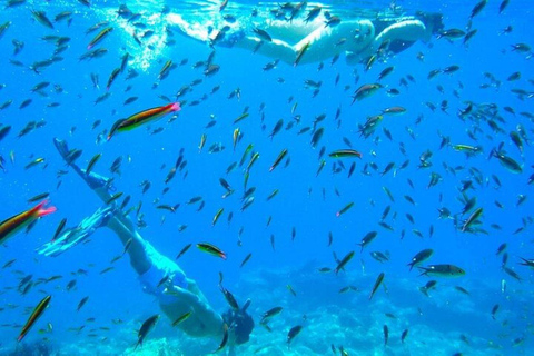 From La Paz: Whale Sharks, Sea Lions & Balandra Beach Combo