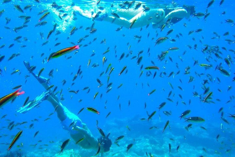 From La Paz: Whale Sharks, Sea Lions & Balandra Beach Combo