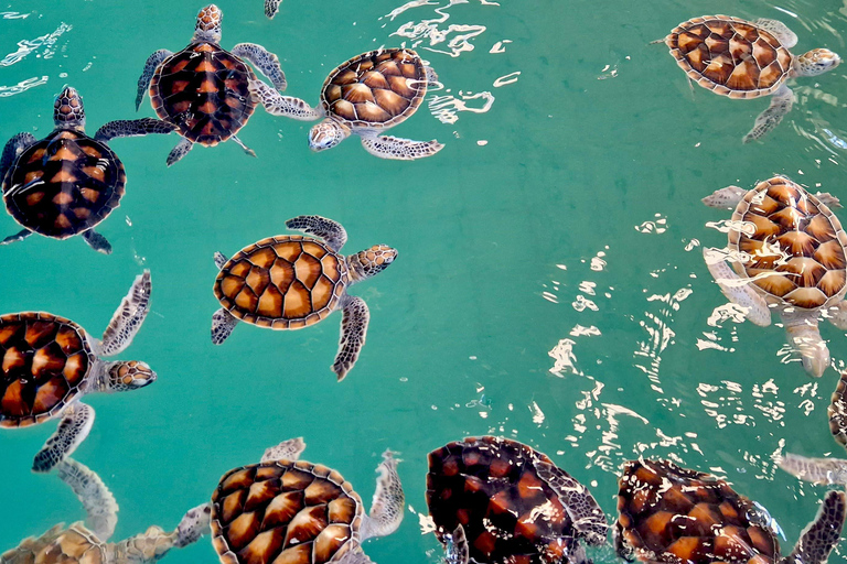 Phuket: Bamboo Raft, ATV & Sea Turtle Private Tour Khao Lak
