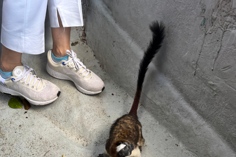 Panama City: Monkey Island & Gatun Lake Tour