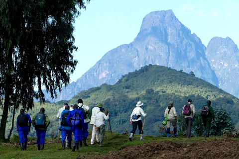 One-Day Gorilla Trek from Kigali