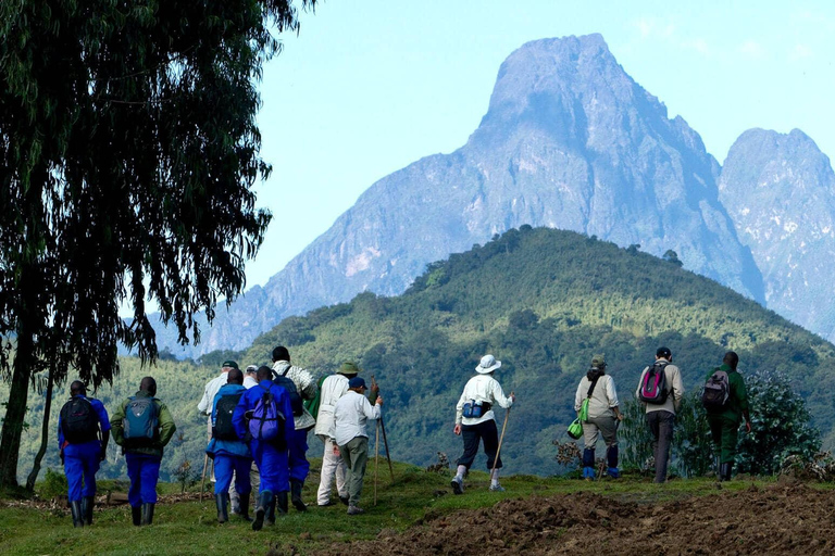 One-Day Gorilla Trek from Kigali