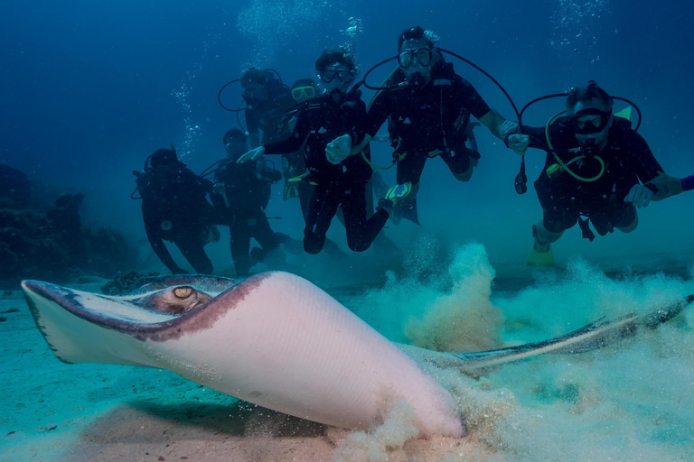 Bayhibe: Private 2 Tank Scuba Dive tour in the National Park Bayhibe: Private Two Tank Dive in the National Park